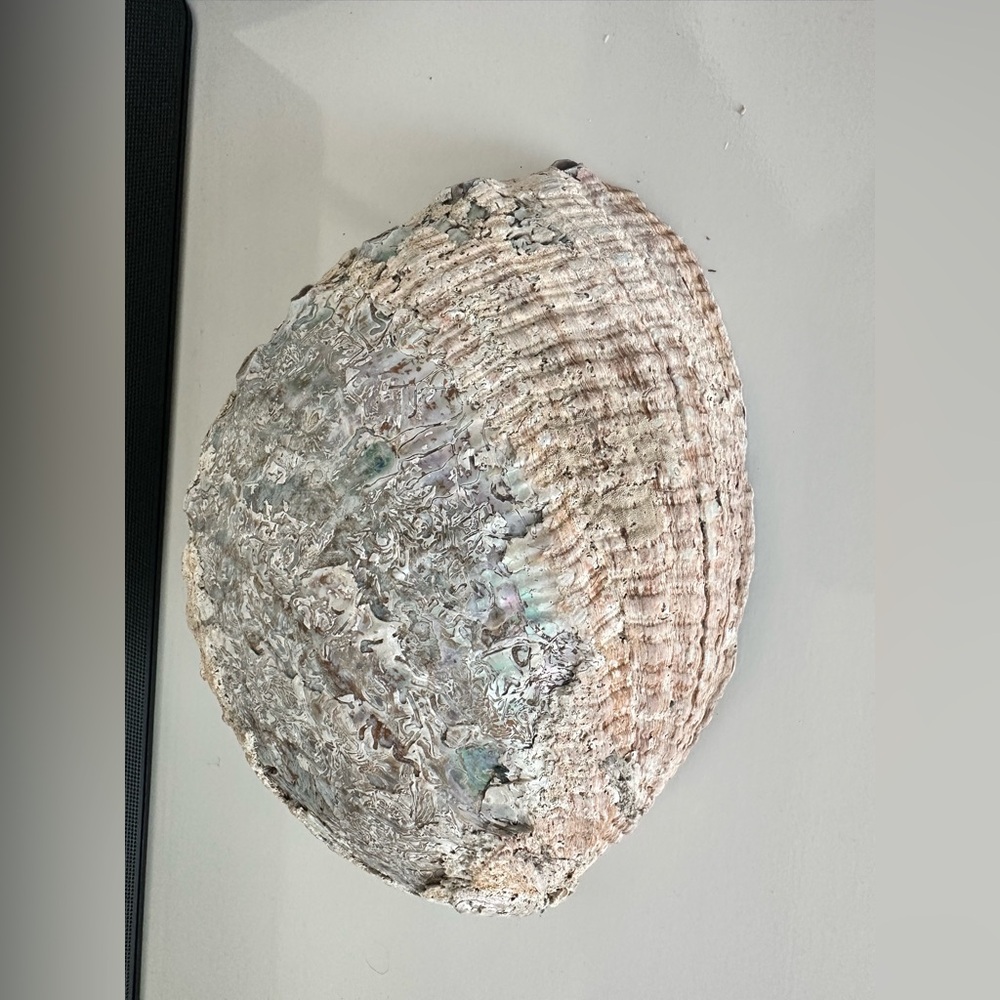 Large Abalone Shell Dish - Picture 4 of 15